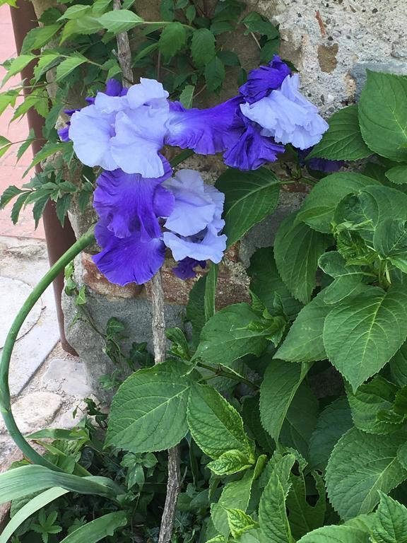 Il Mugello B&B Vicchio Dış mekan fotoğraf